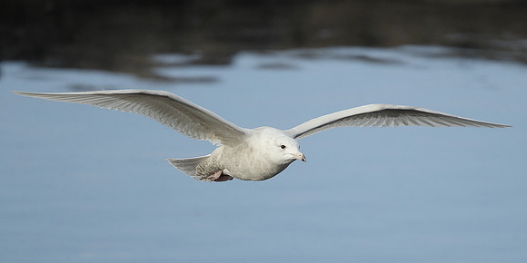 Glaucous Gull Larus hyperboreus