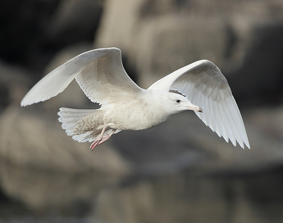 Glaucous Gull Larus hyperboreus