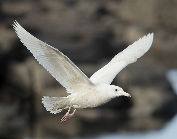 Glaucous Gull Larus hyperboreus