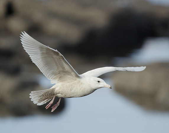 Glaucous Gull Larus hyperboreus