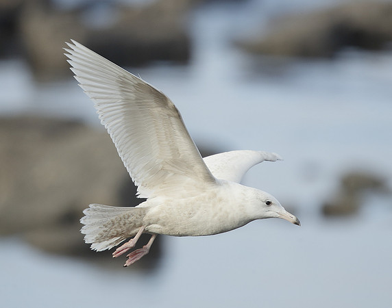 Glaucous Gull Larus hyperboreus