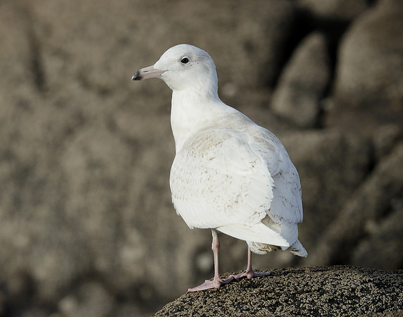 Glaucous Gull Larus hyperboreus