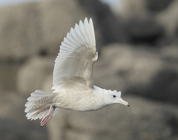 Glaucous Gull Larus hyperboreus