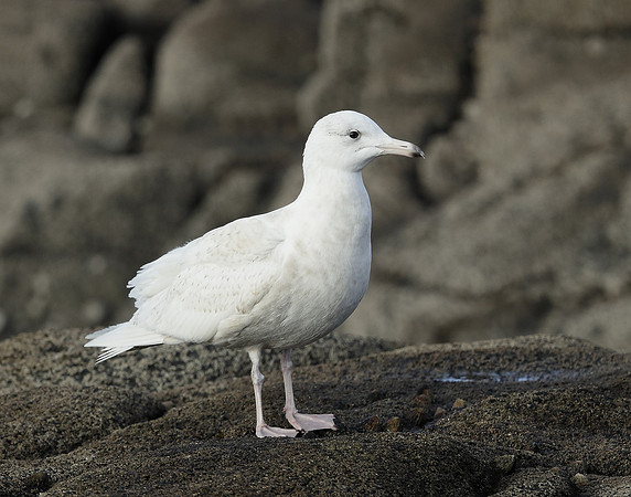 Glaucous Gull Larus hyperboreus