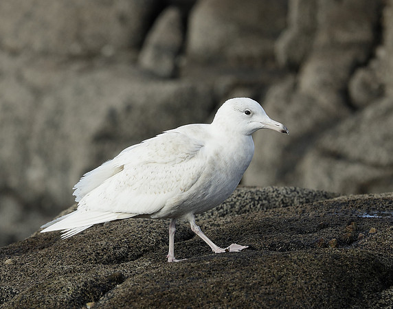 Glaucous Gull Larus hyperboreus