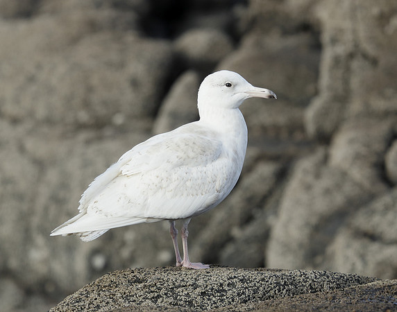 Glaucous Gull Larus hyperboreus