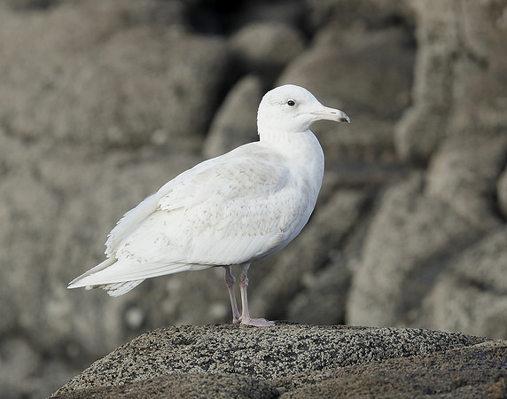 Glaucous Gull Larus hyperboreus