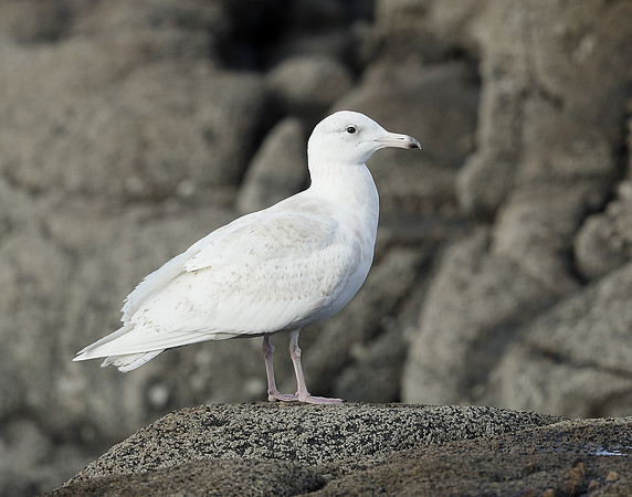 Glaucous Gull Larus hyperboreus