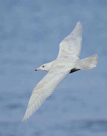 Glaucous Gull Larus hyperboreus