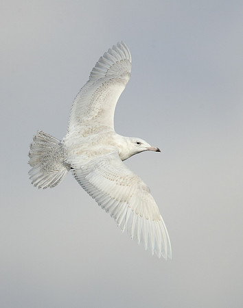 Glaucous Gull Larus hyperboreus