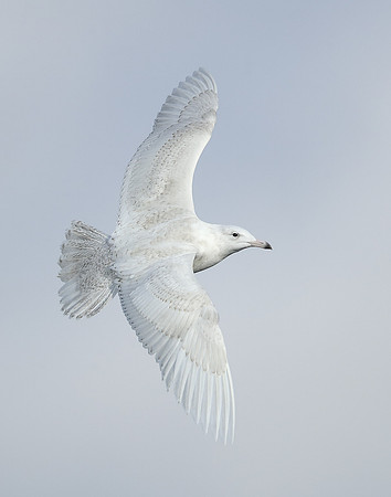 Glaucous Gull Larus hyperboreus