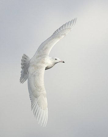 Glaucous Gull Larus hyperboreus