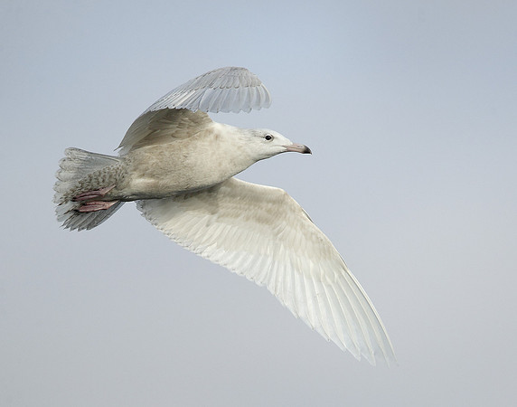 Glaucous Gull Larus hyperboreus