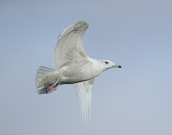 Glaucous Gull Larus hyperboreus