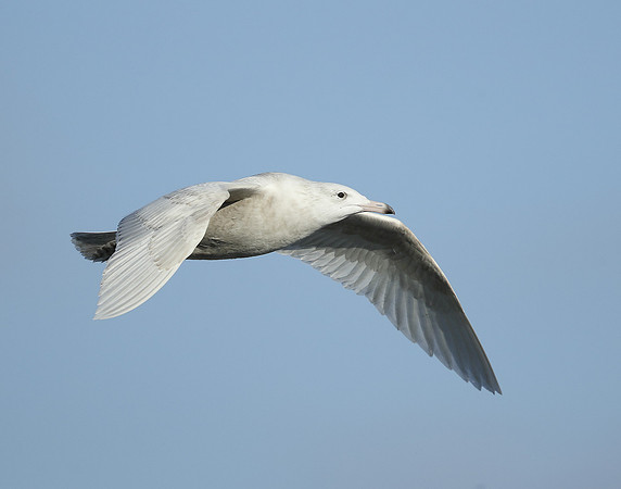 Glaucous Gull Larus hyperboreus