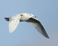 Glaucous Gull Larus hyperboreus