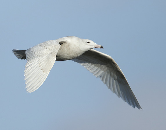 Glaucous Gull Larus hyperboreus