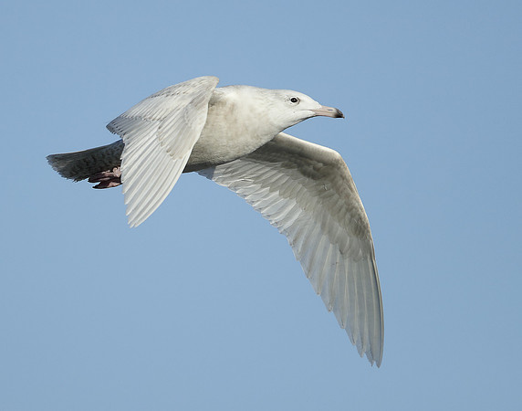 Glaucous Gull Larus hyperboreus