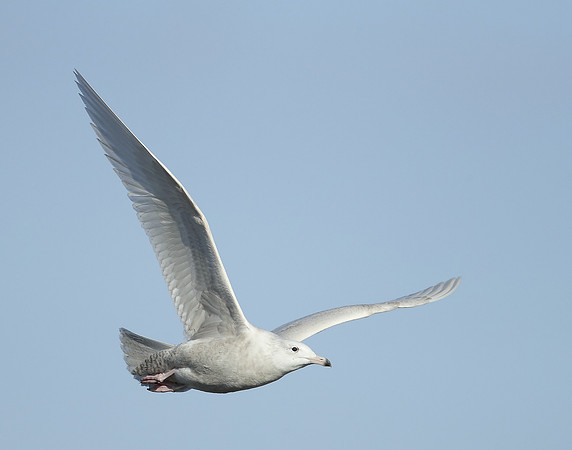 Glaucous Gull Larus hyperboreus