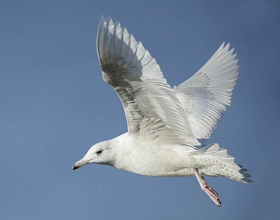 Glaucous Gull Larus hyperboreus