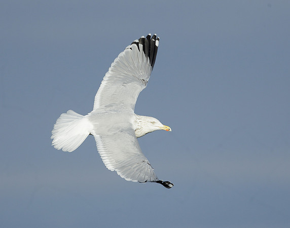 Herring Gull Larus argentatus