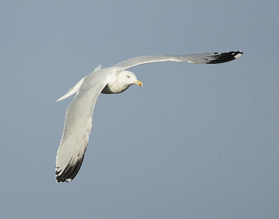 Herring Gull Larus argentatus