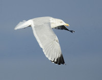 Herring Gull Larus argentatus