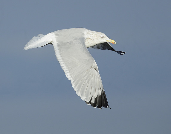 Herring Gull Larus argentatus