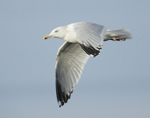 Herring Gull Larus argentatus