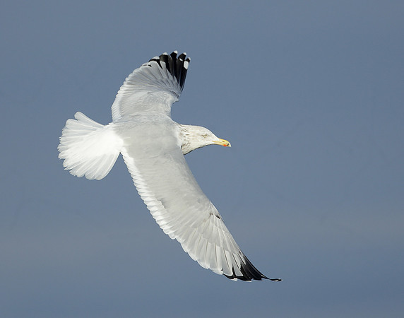 Herring Gull Larus argentatus