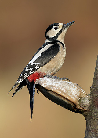 Great Spotted Woodpecker Dendrocopus major