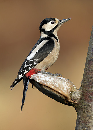 Great Spotted Woodpecker Dendrocopus major