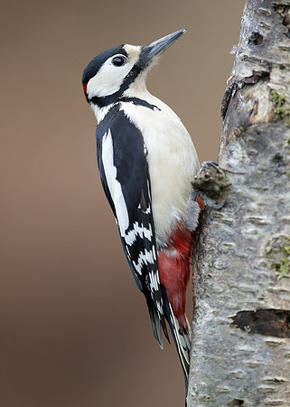 Great Spotted Woodpecker Dendrocopus major