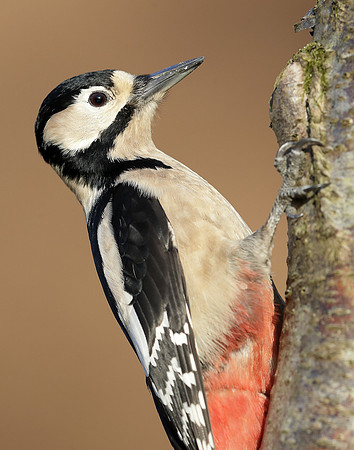 Great Spotted Woodpecker Dendrocopus major