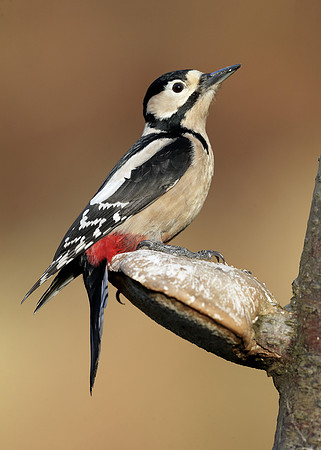 Great Spotted Woodpecker Dendrocopus major