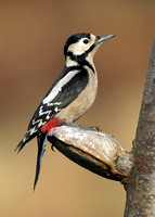 Great Spotted Woodpecker Dendrocopus major