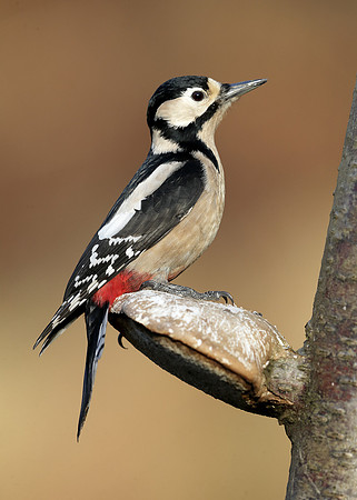 Great Spotted Woodpecker Dendrocopus major