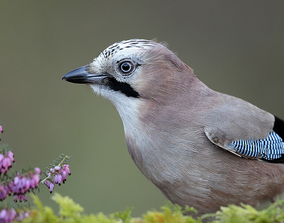 Jay Corvus glandarius
