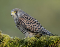 Kestrel Falco tinnunculus