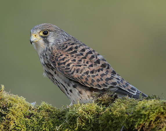 Kestrel Falco tinnunculus