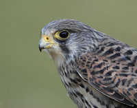 Kestrel Falco tinnunculus