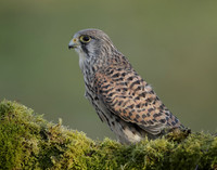 Kestrel Falco tinnunculus