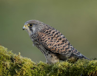 Kestrel Falco tinnunculus