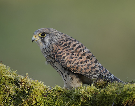 Kestrel Falco tinnunculus