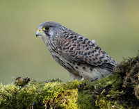 Kestrel Falco tinnunculus