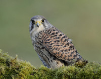 Kestrel Falco tinnunculus