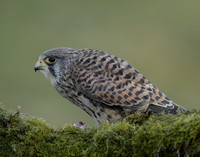 Kestrel Falco tinnunculus