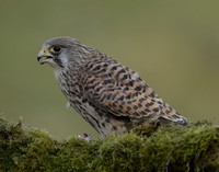 Kestrel Falco tinnunculus