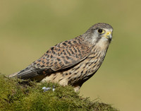 Kestrel Falco tinnunculus