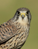 Kestrel Falco tinnunculus